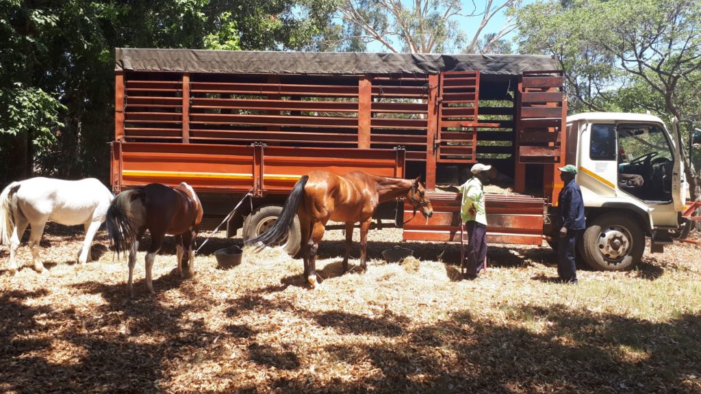 Lorry taking horses to an adventure