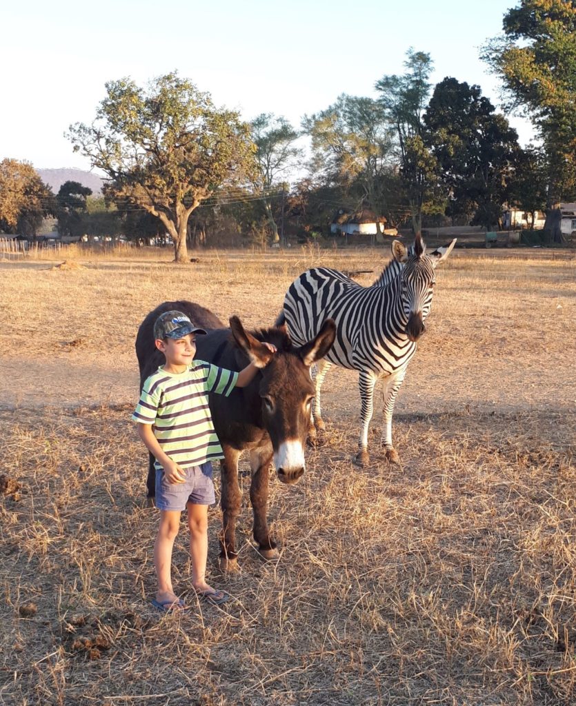 Murray John with donkey and zebra