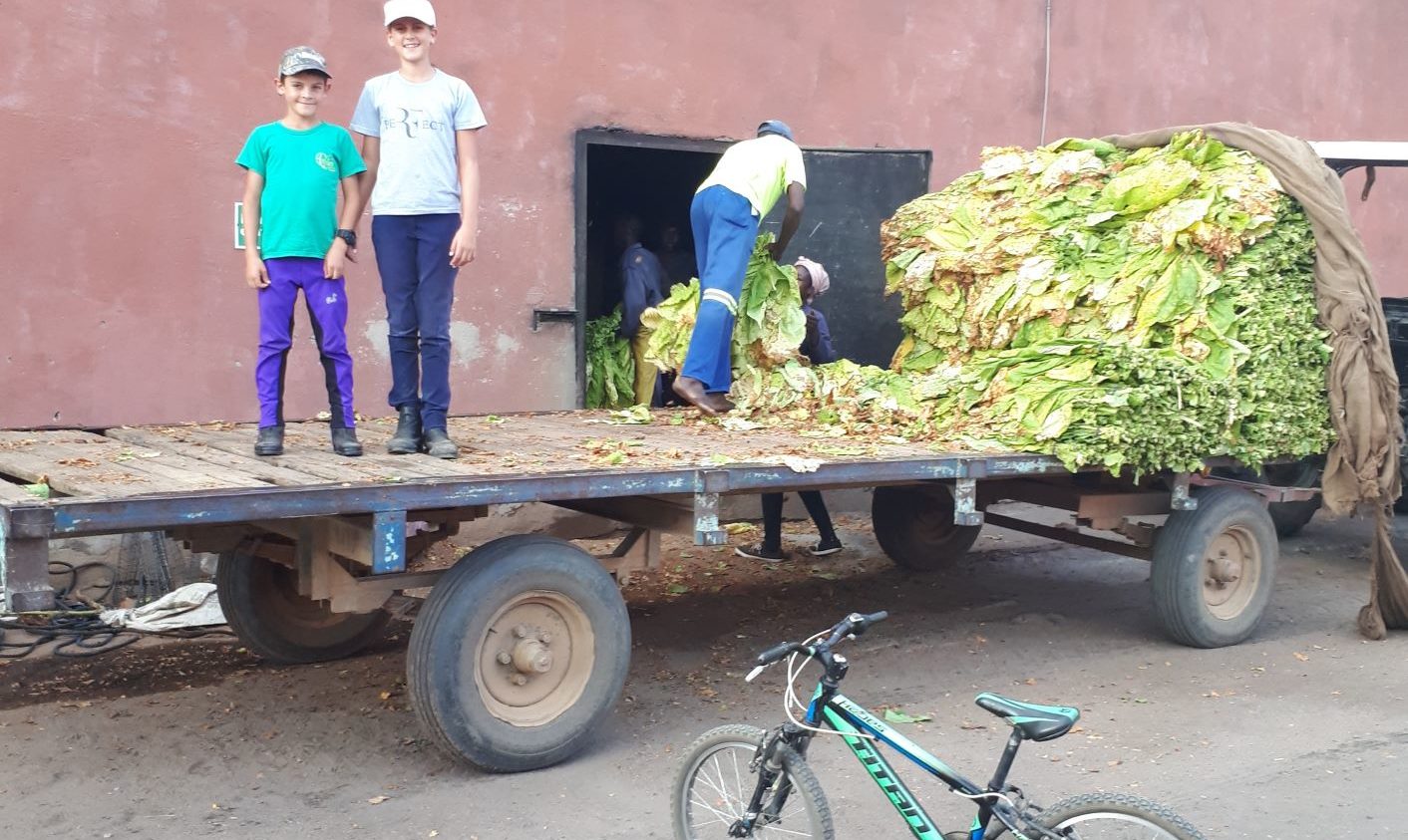 tobacco loading in barns