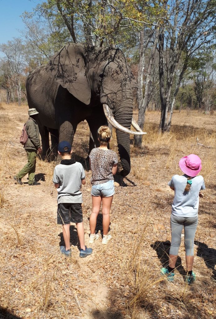 friendships with fun.   Friends together  in the wild looking at an elephant. 