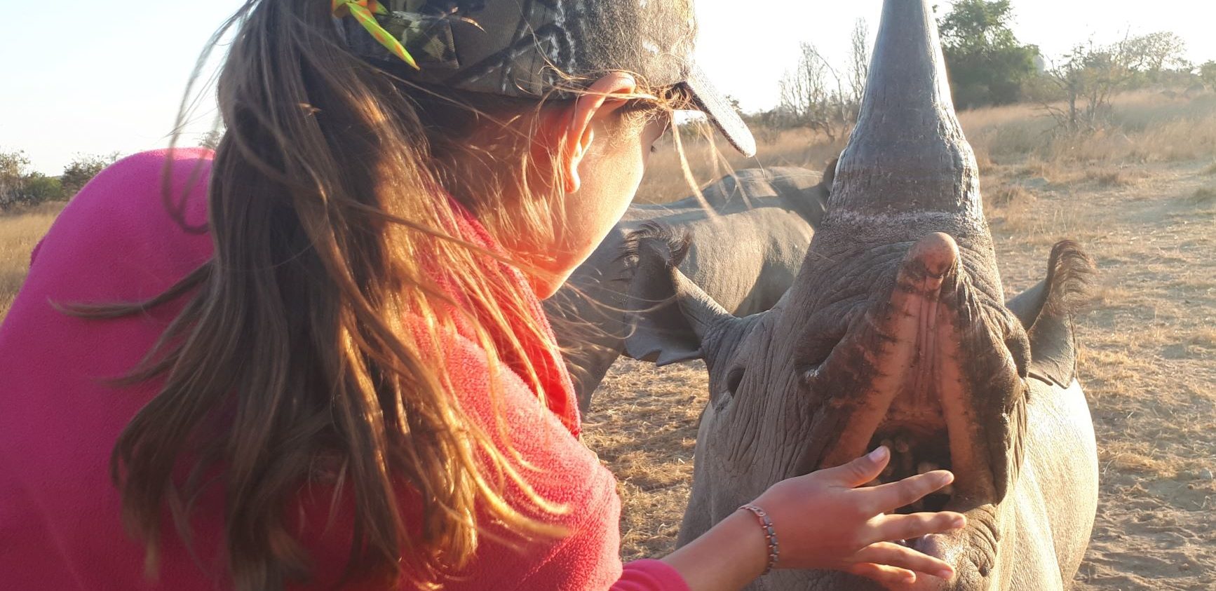 feeding cubes to a black rhino.