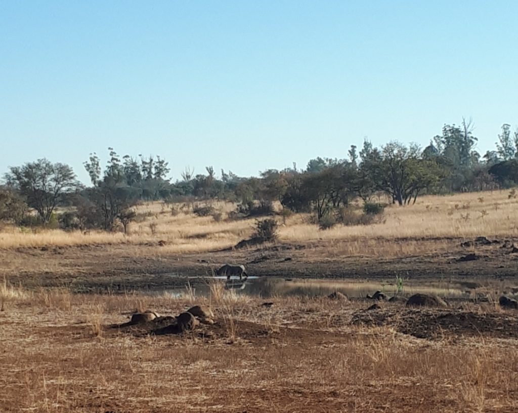 Rhino Drinking at the water hole. 