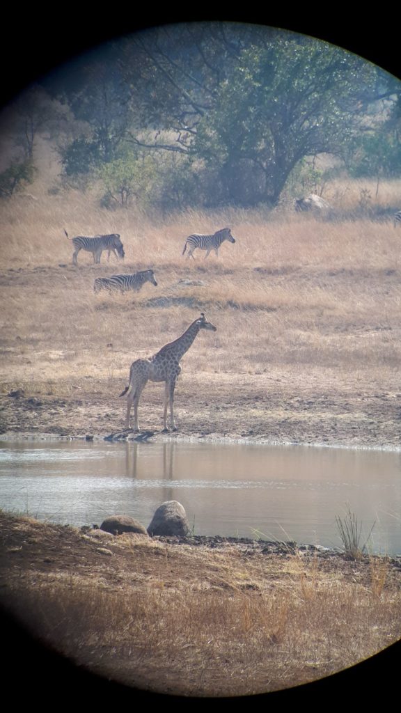zebra and giraffe at the waterhole.