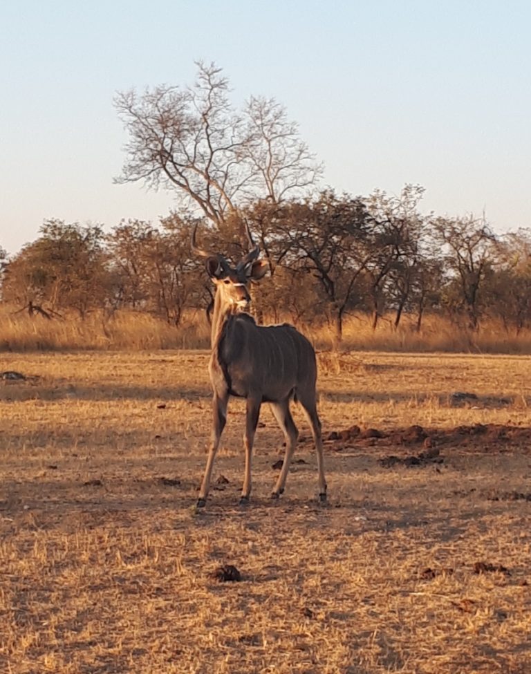 Our Exciting Adventures at Imire Game Park – Zimbabwe. | 