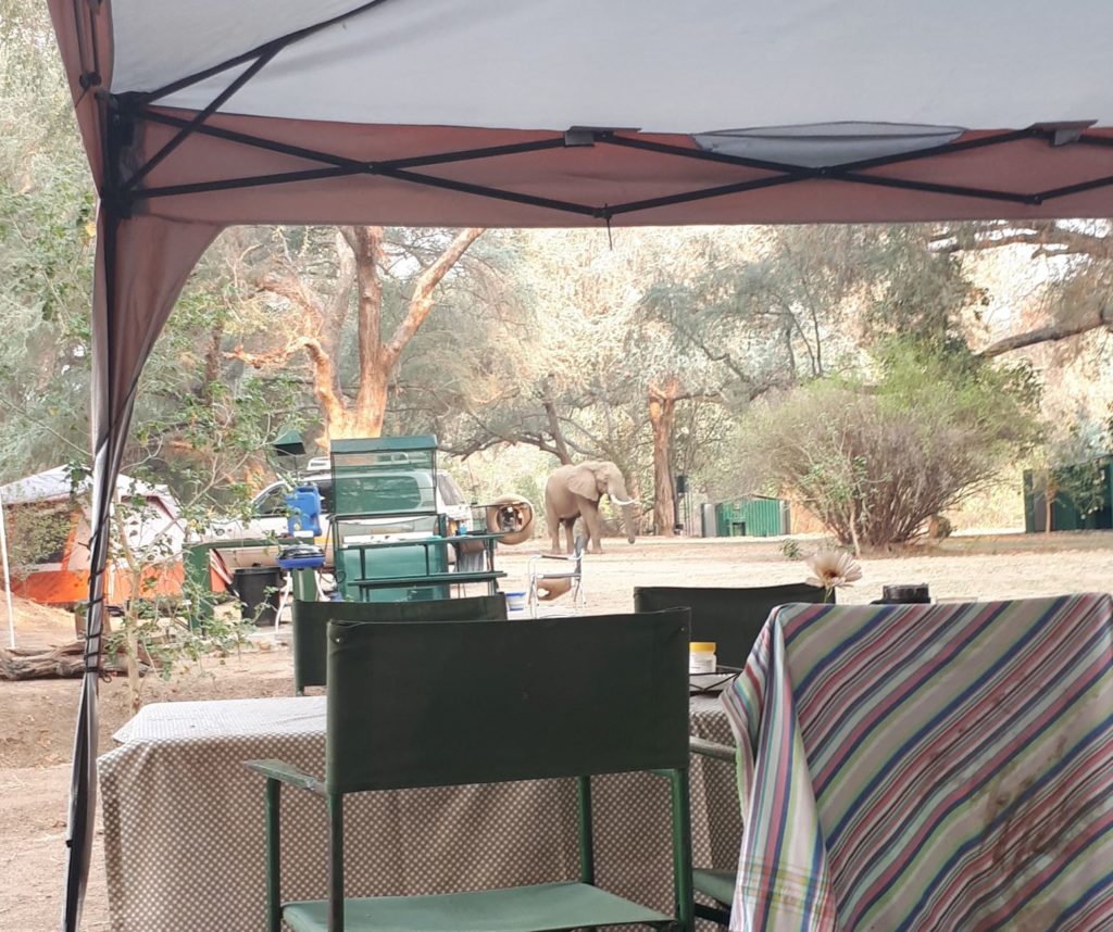 Elephant visiting camp during the day. 