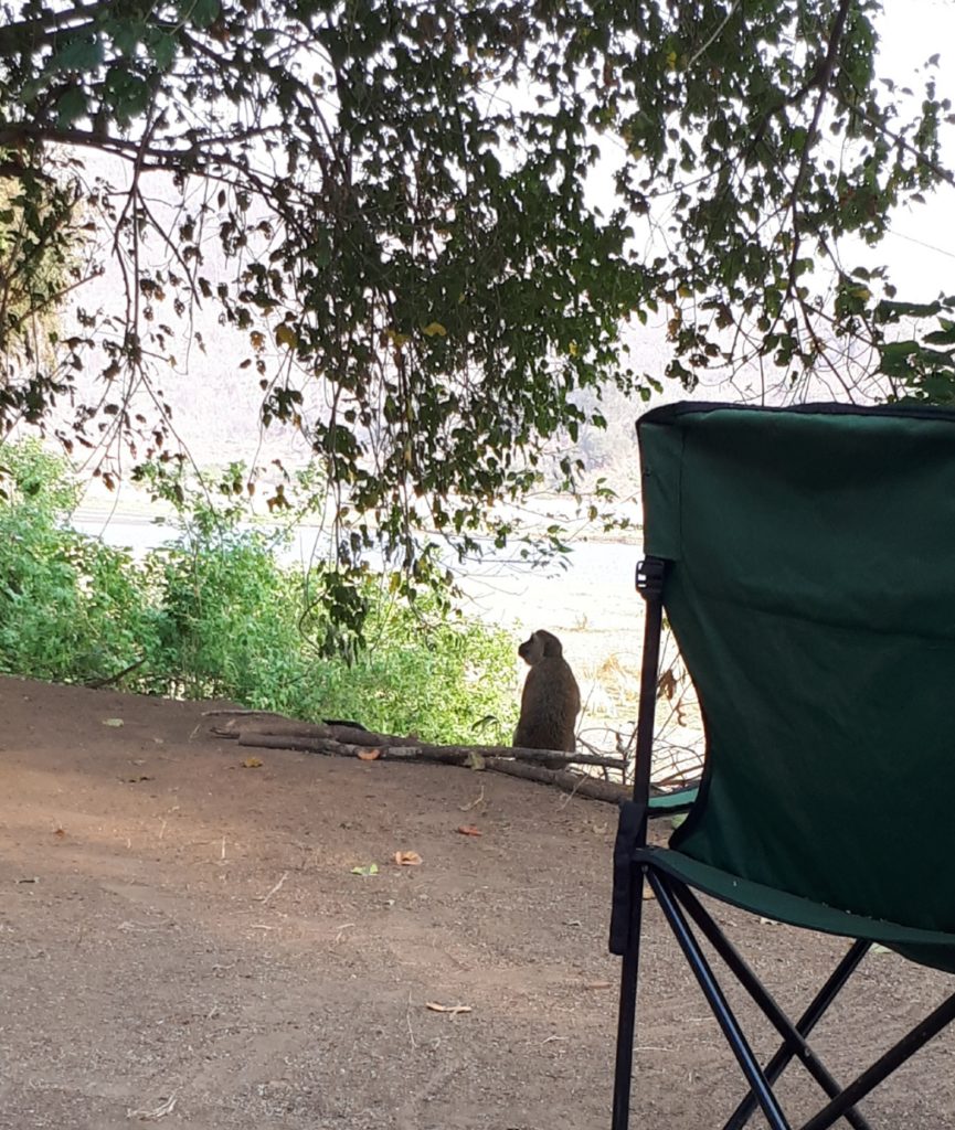 Monkey looking to steal from our camp. 