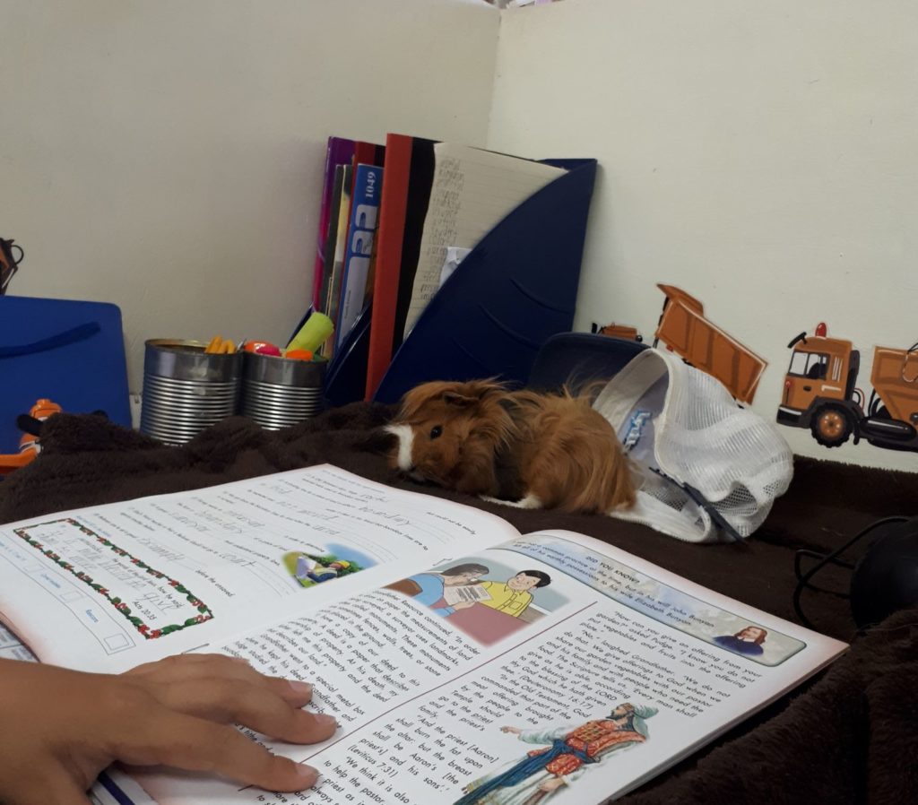 guinea pig joining in school time.