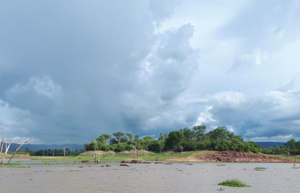 hippos chilling in the river