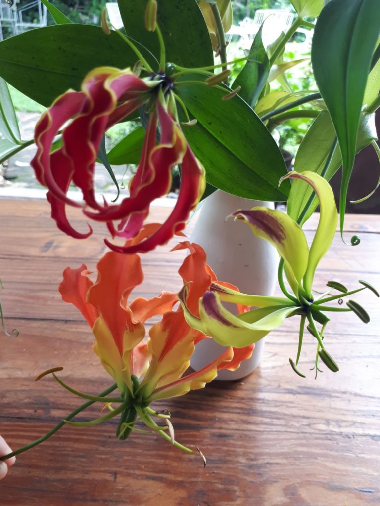 flame lily flowers