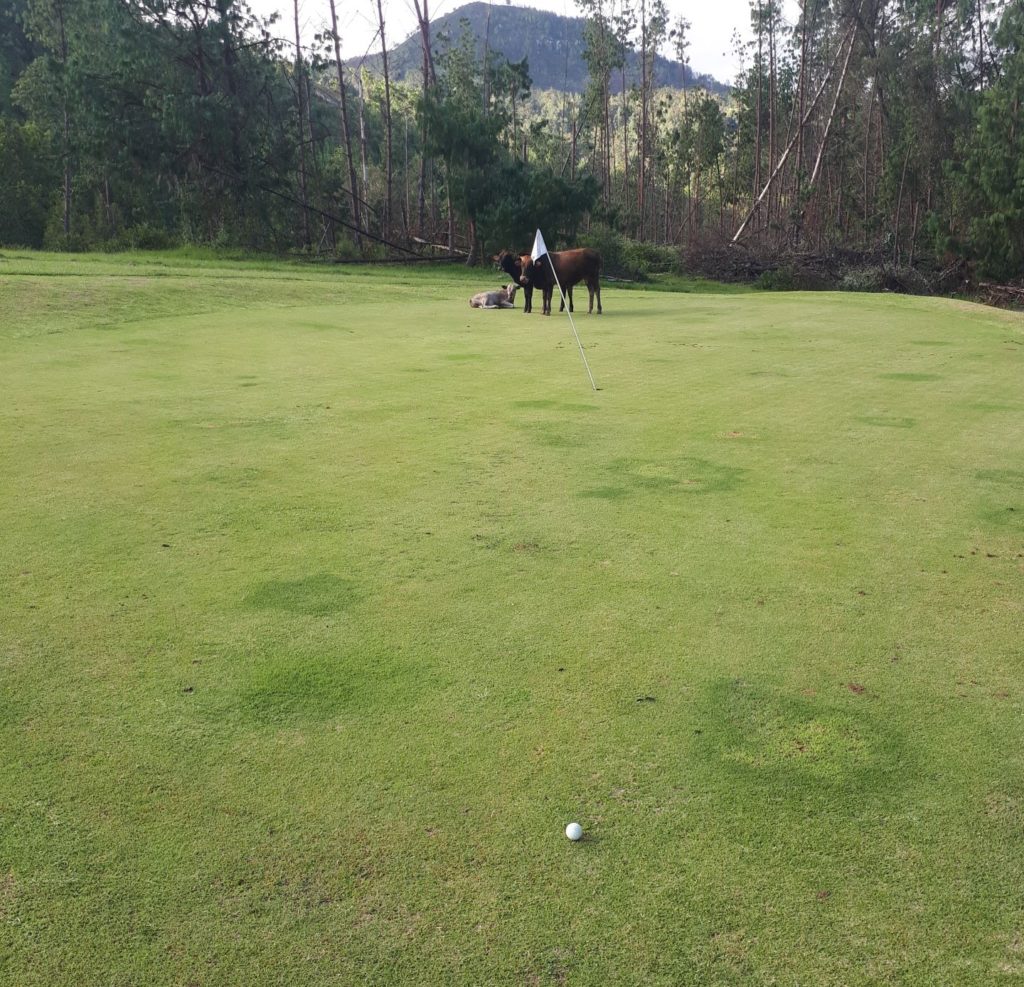 cattle on the golf green. 