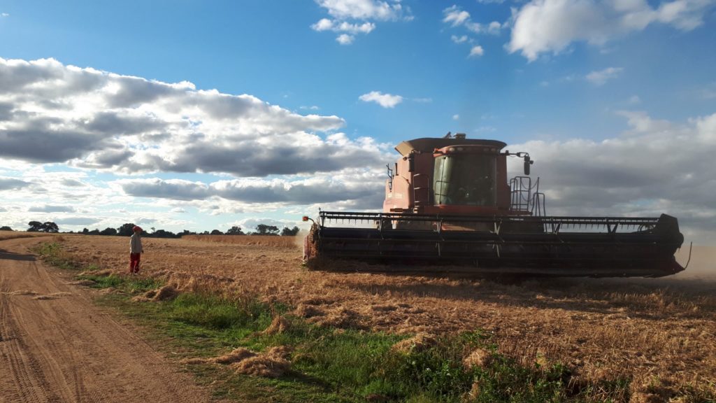 combine in the field of soya beans. 