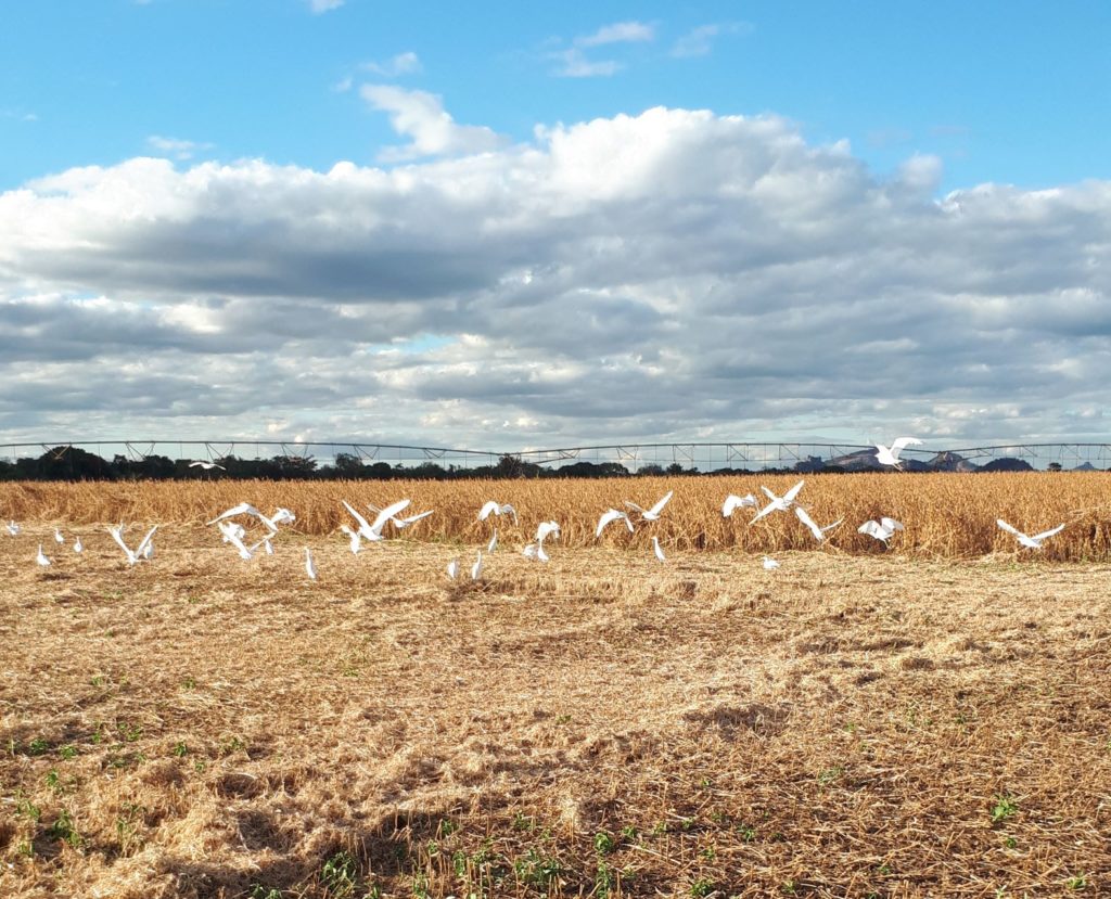 Egret birds behind the combine in the soya beans.