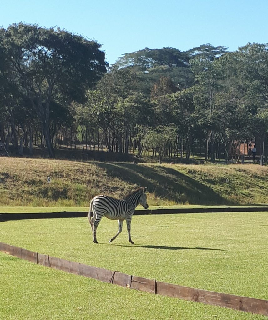 zebra on the polo field.