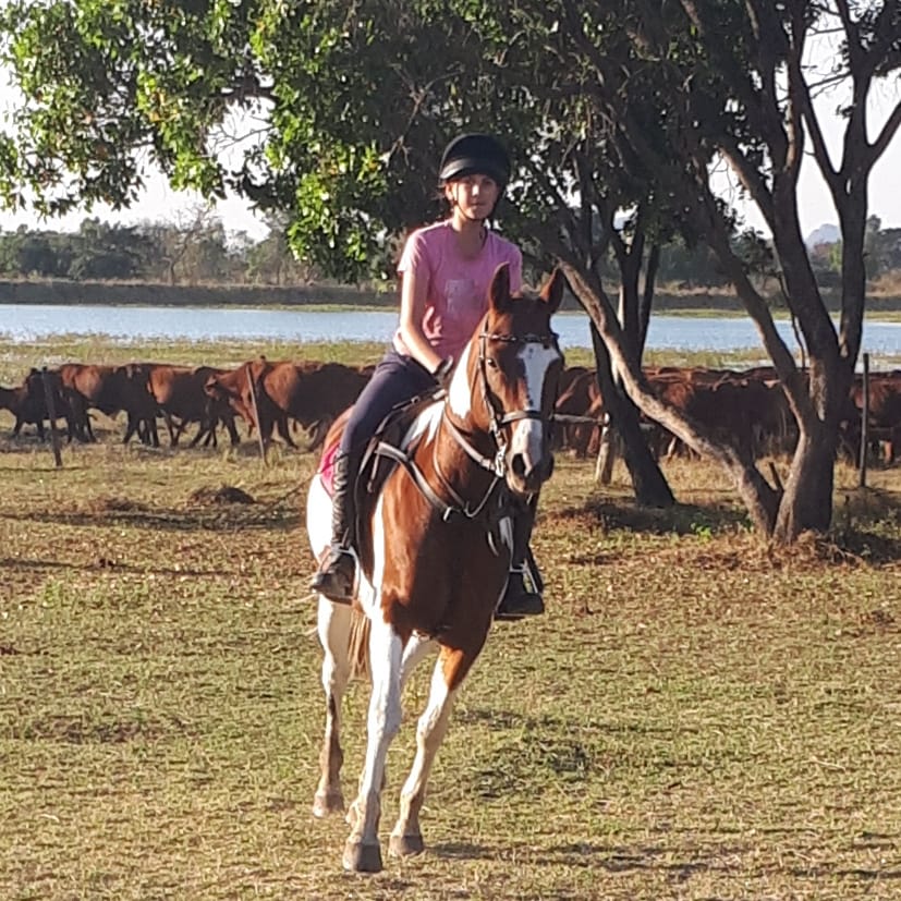 Pony and Cattle