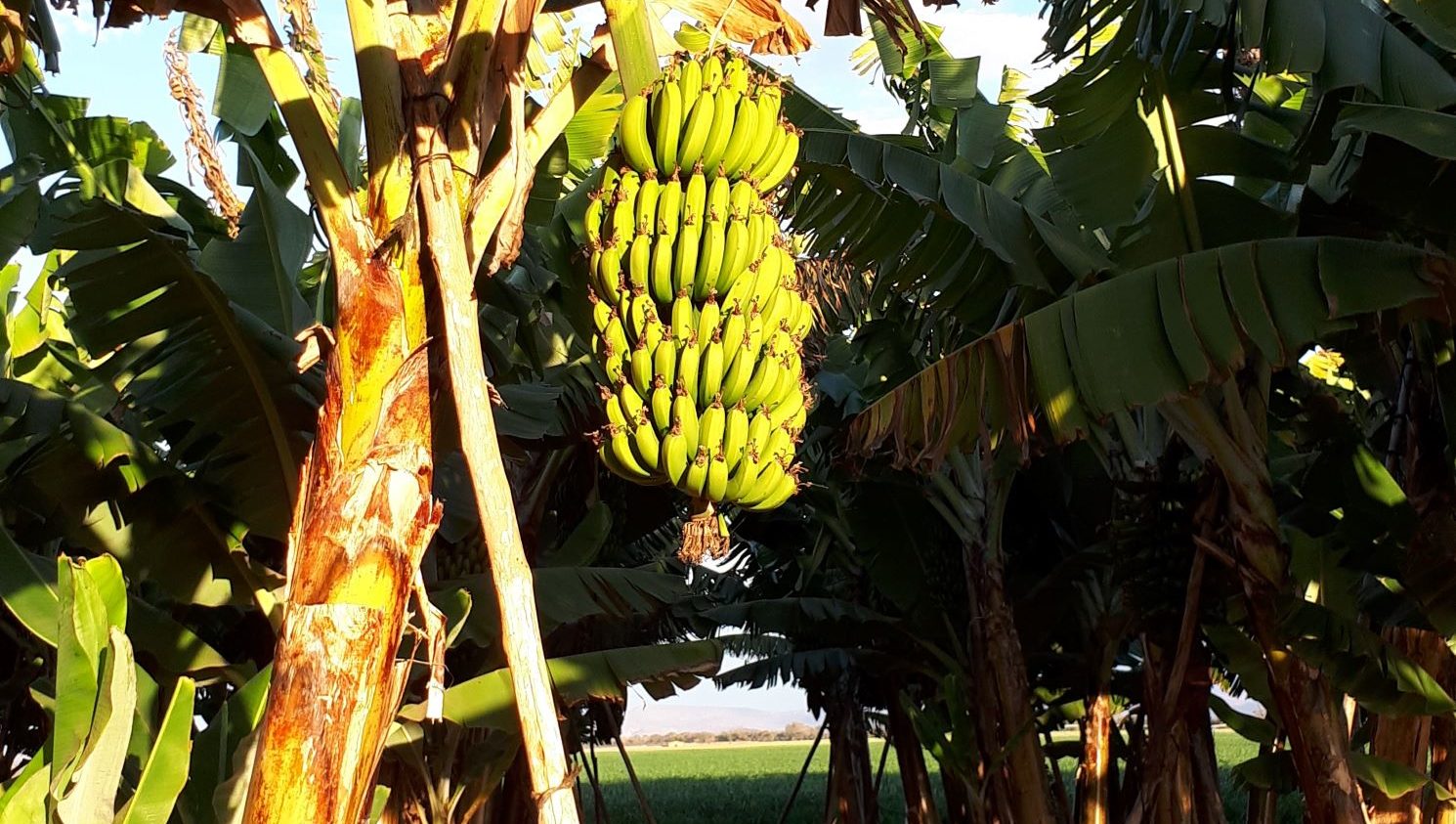 banana bunk hanging in the field