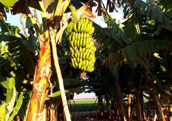 banana bunk hanging in the field