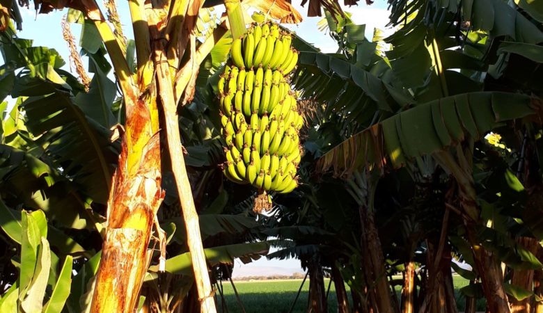 banana bunk hanging in the field
