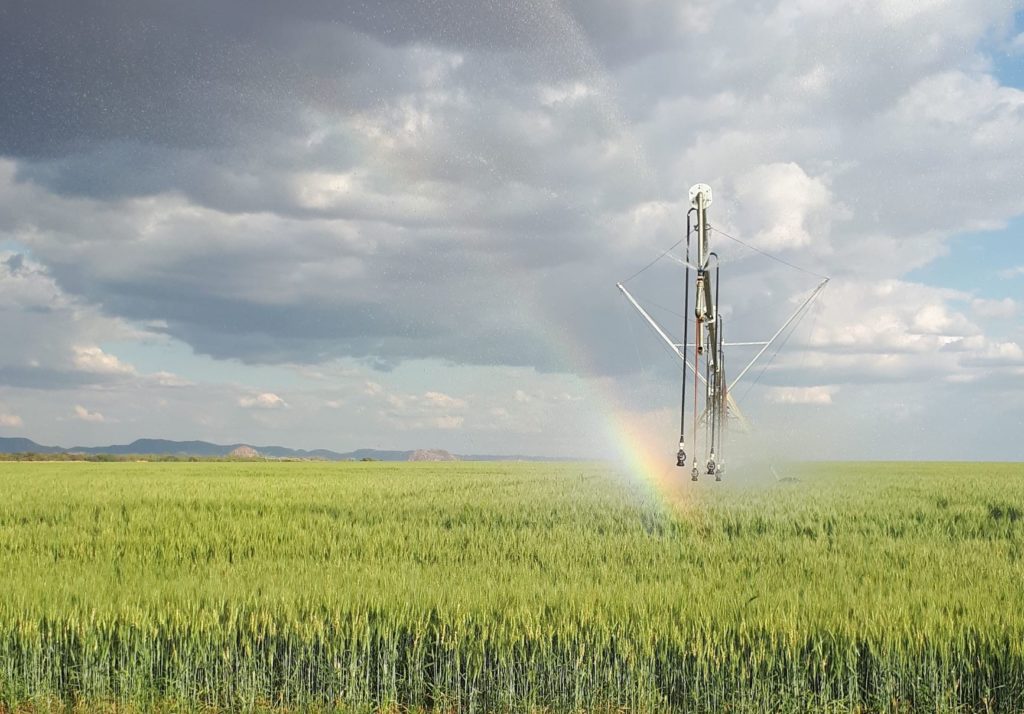 God's miracles reminded with this rainbow in the wheat. 