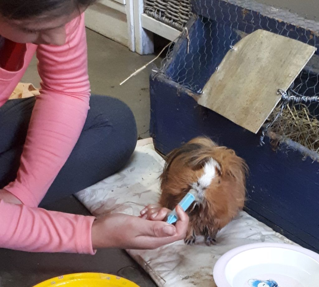 Fuzz Guinea pig being fed with a syringe. 