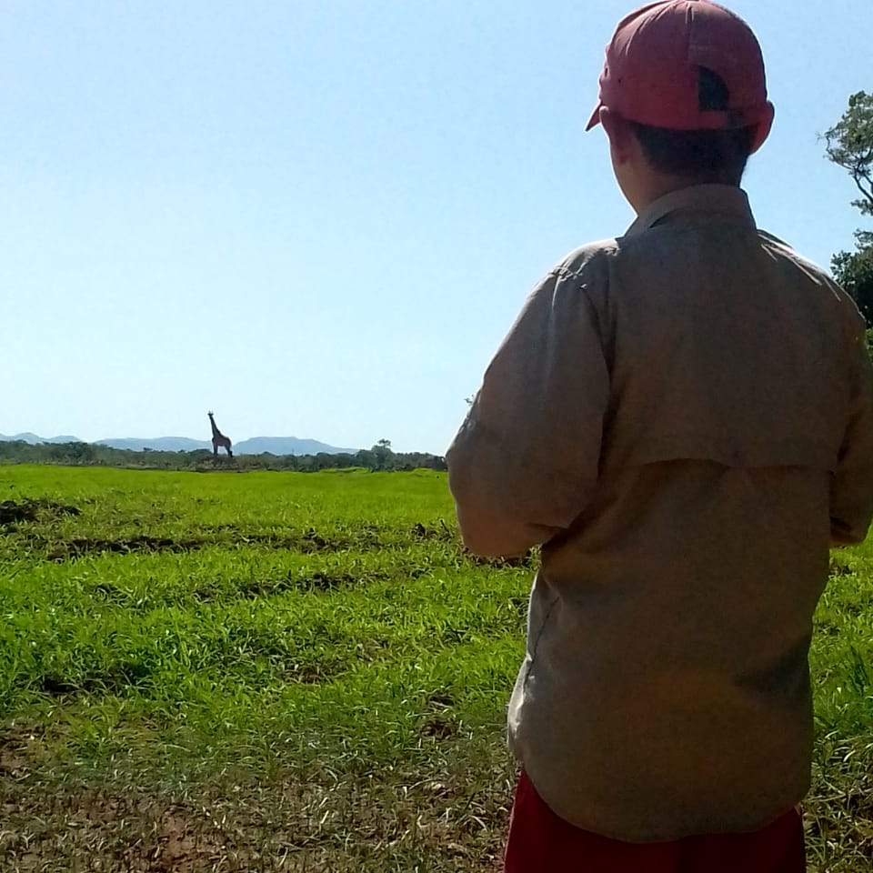 giraffe on the farm. 