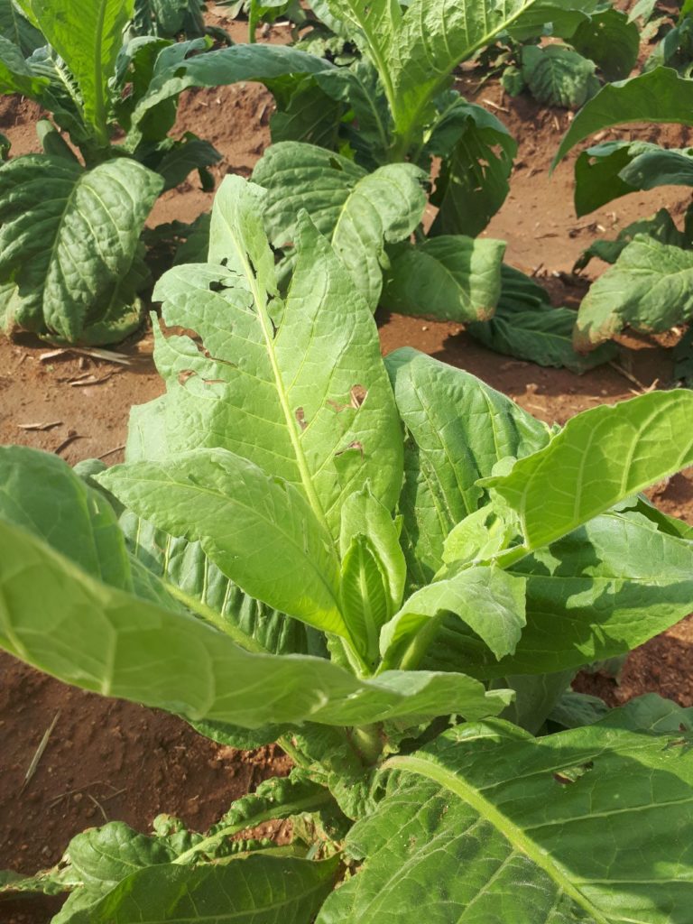 hail damaged tobacco