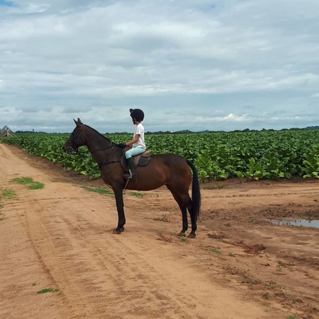 farm outride around the tobacco