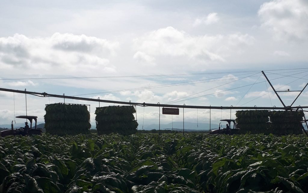 tobacco reaping 