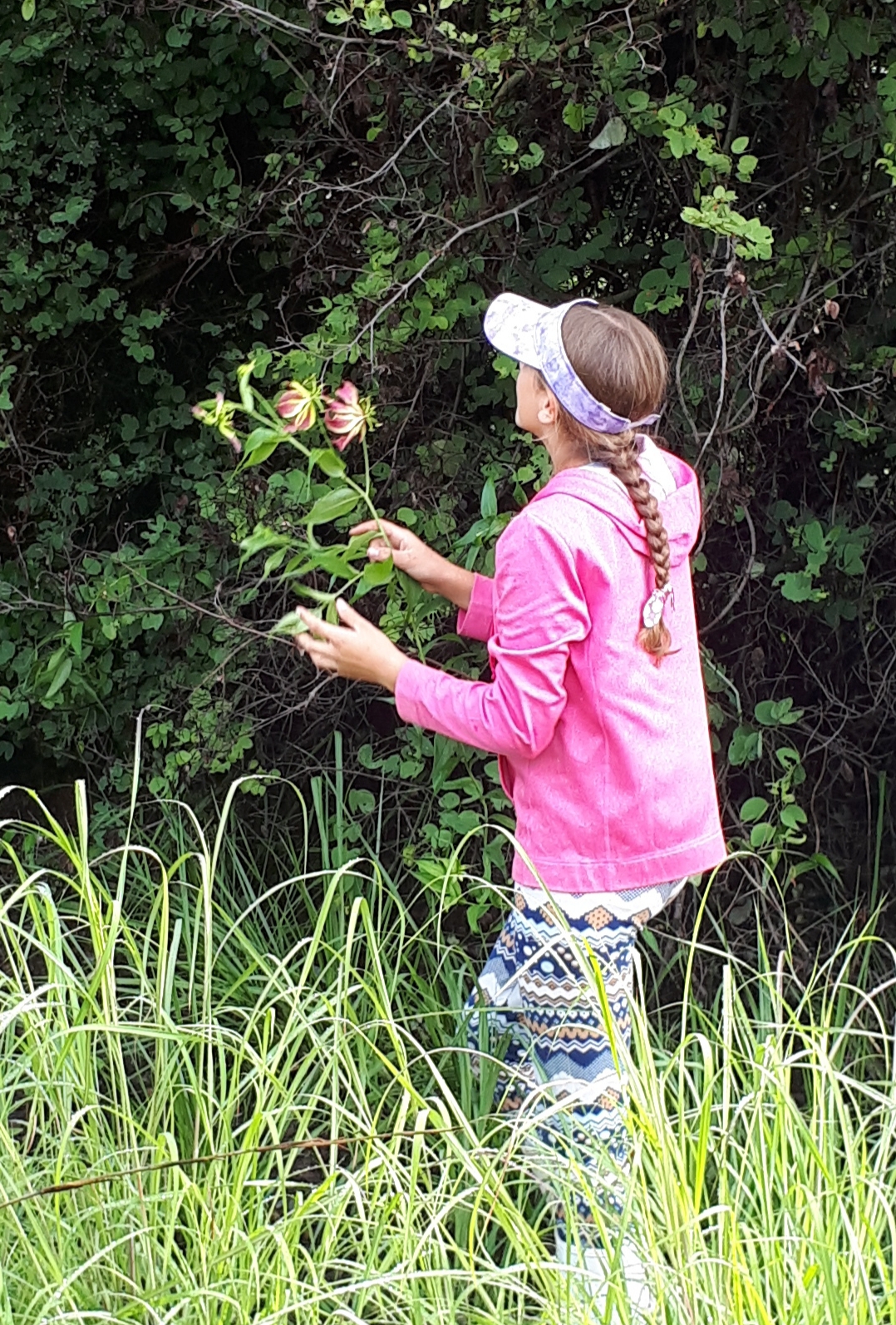 flame lily picking