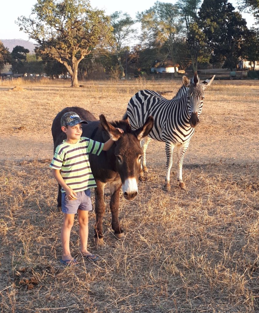 donkey and zebra pets. 