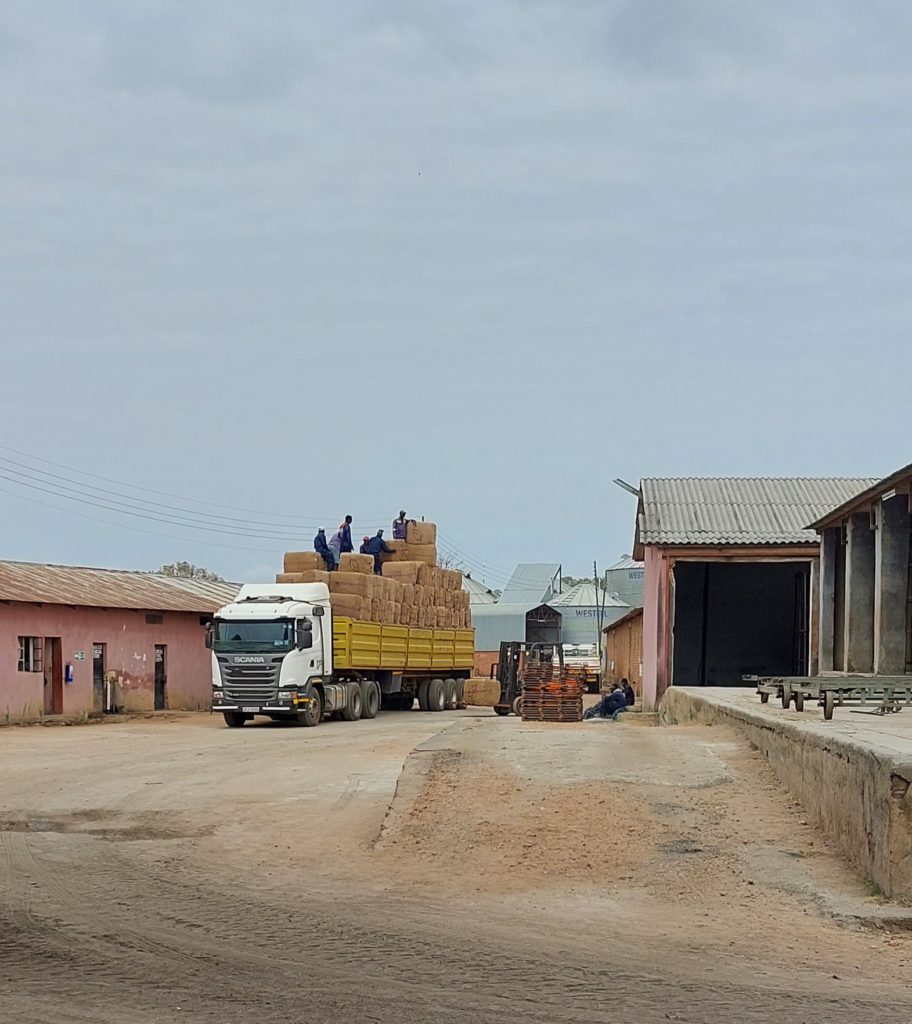 tobacco bales being loaded. 