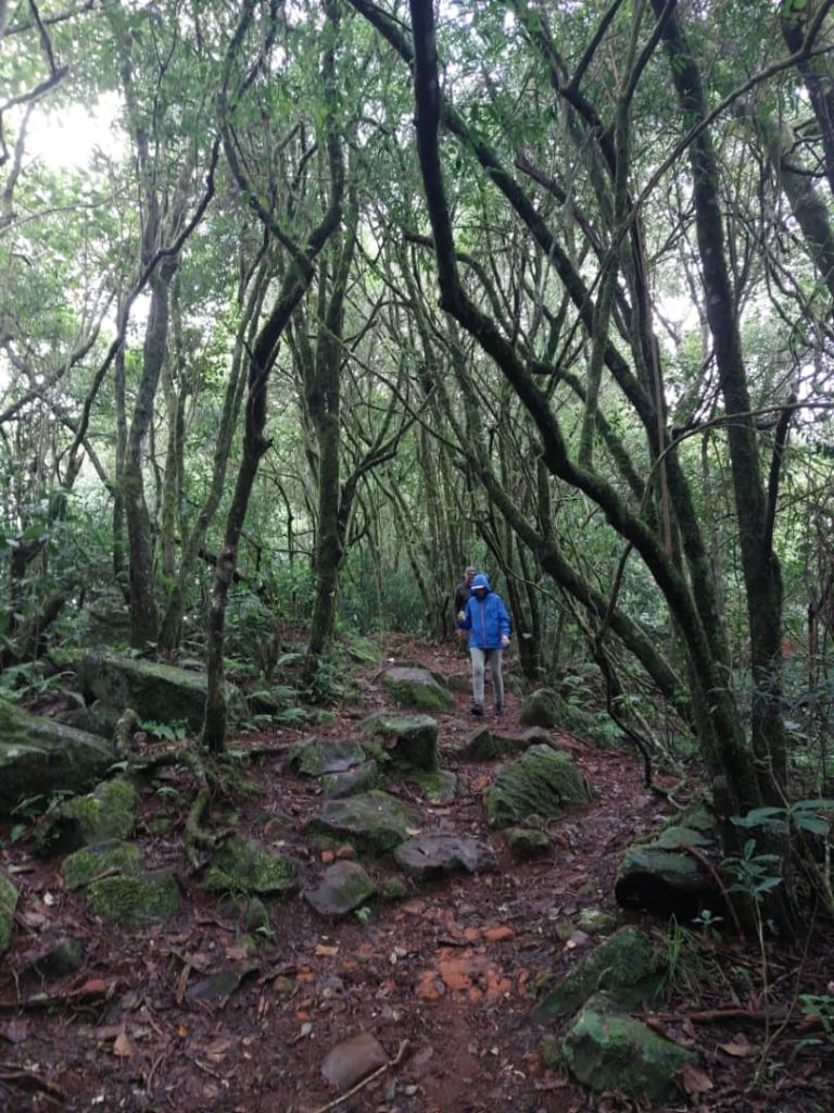 forrest walking