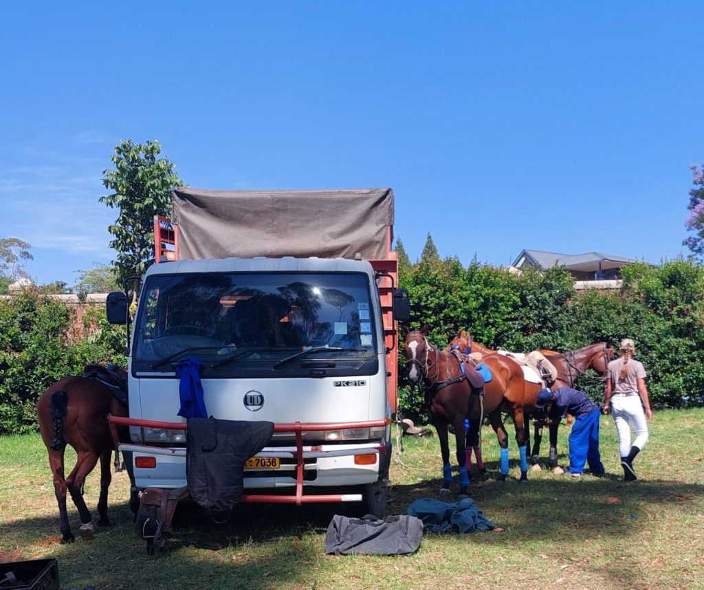 horses at polo.