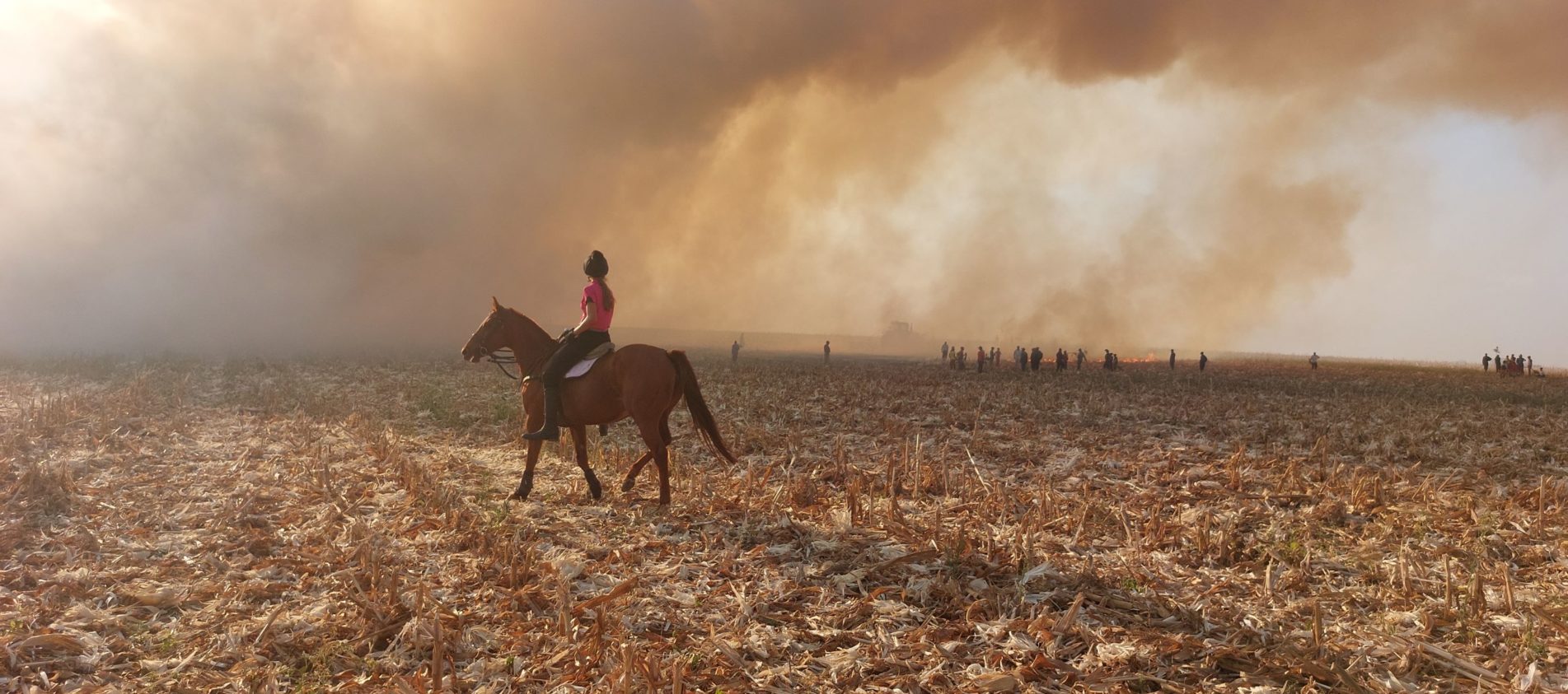 fire and horse