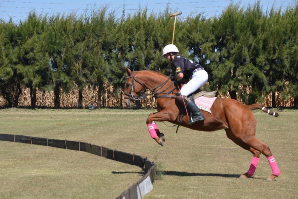 polo pony jumping the boards.