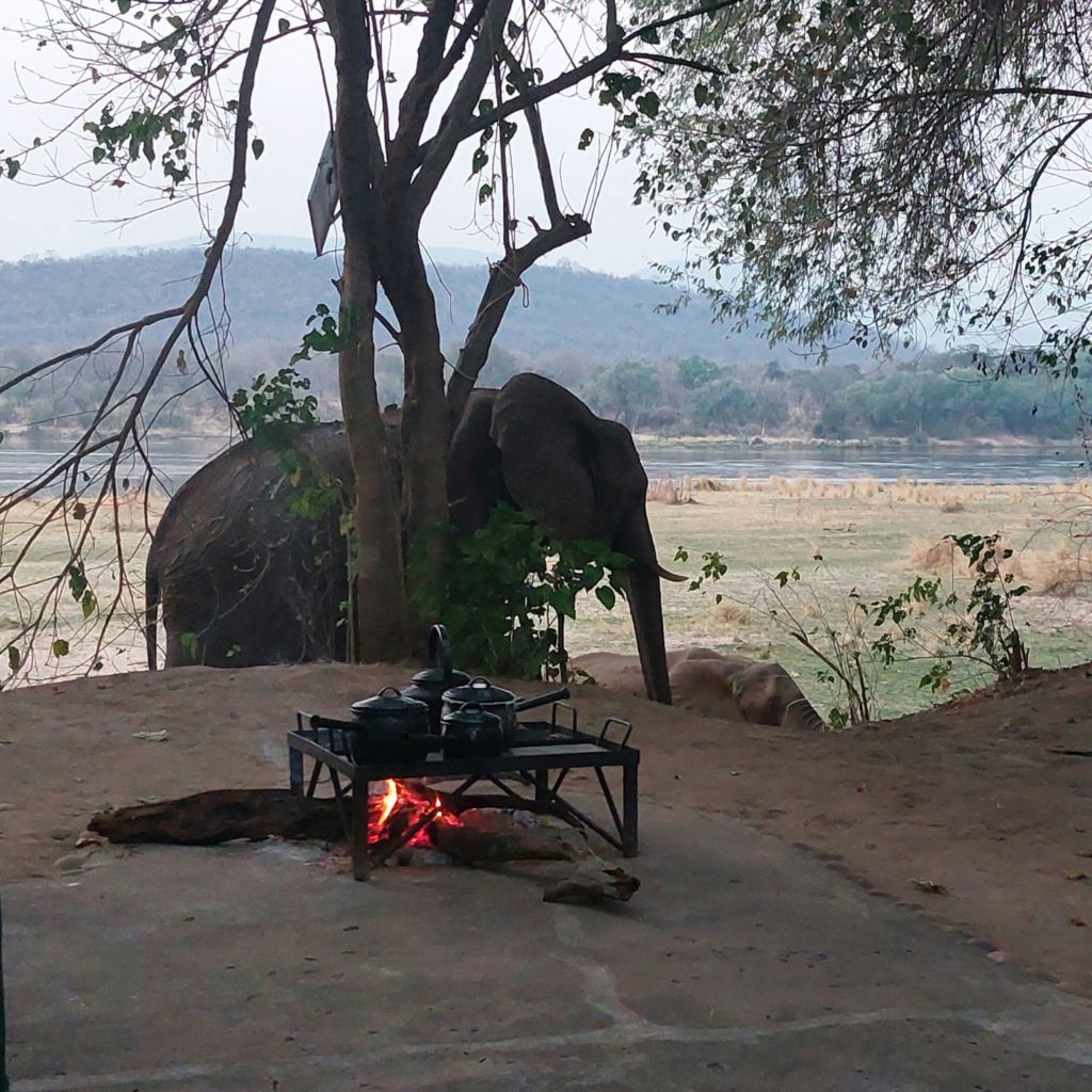 Elephants in Camp. 
