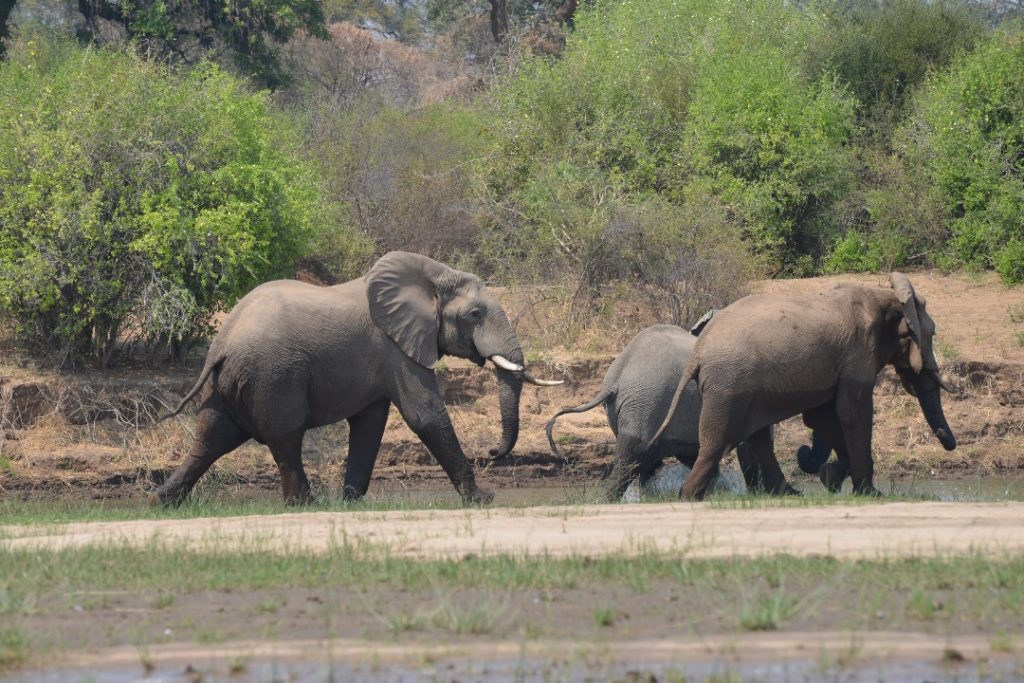 elephants near the river. 