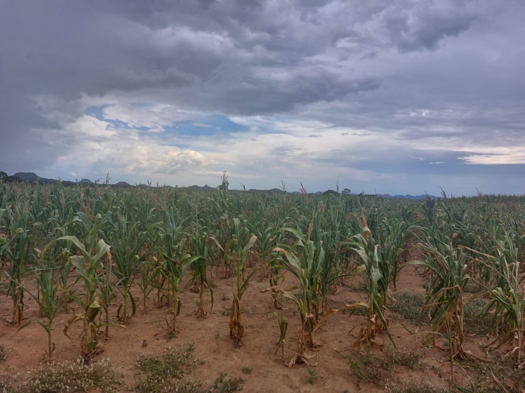 homeschooling adventures and activities:  drought maize.