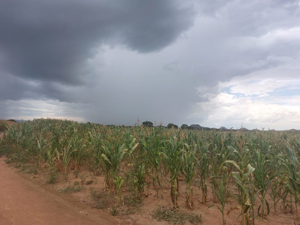 Maize drought with rain and sunset in the background. 