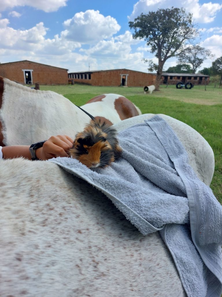 Our Homeschooling Adventure and Activities:   a guinea pig riding a horse