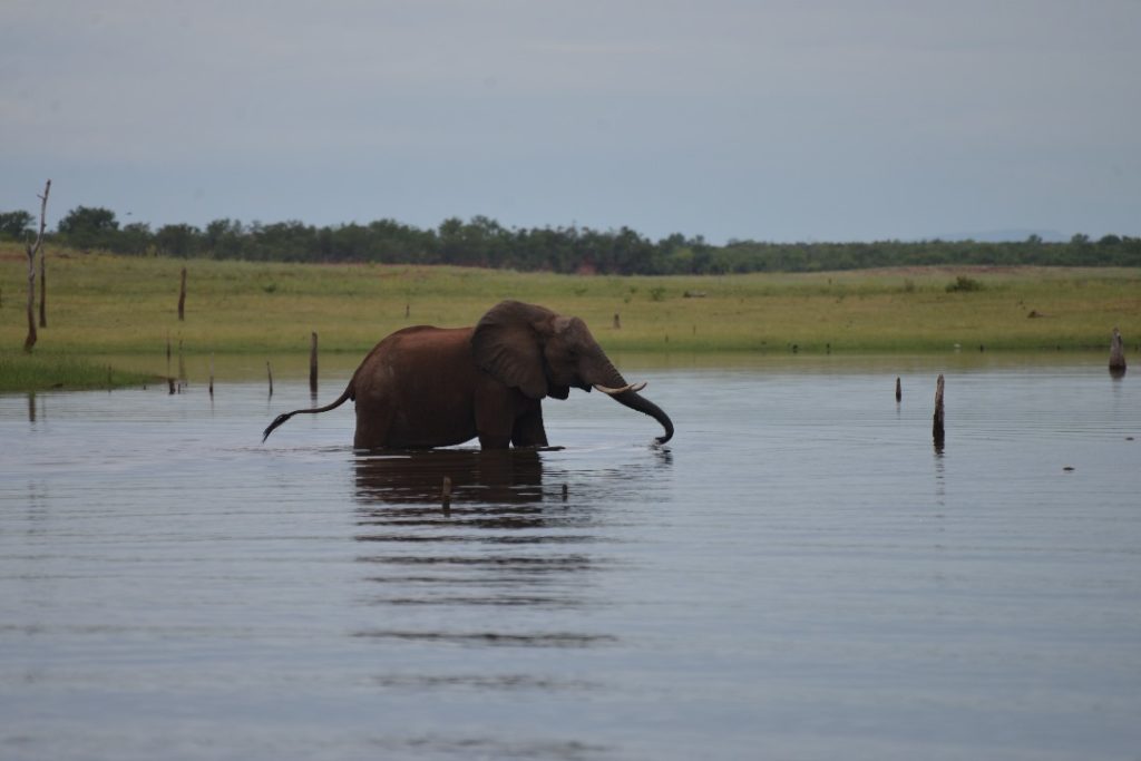 Homeschooling Adventure.   Kariba Elephant crossing the bay. 