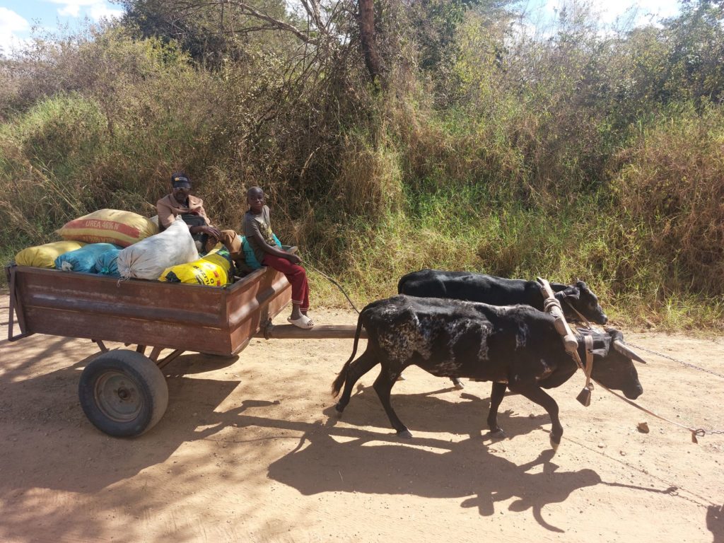 Our Homeschooling Adventures and Activities: Oxen and cart