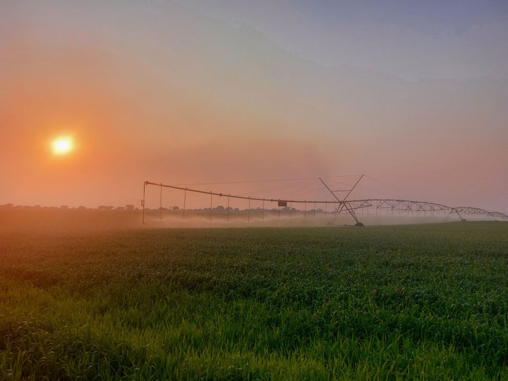 Our Homeschooling Adventures and Activities wheat irrigation.