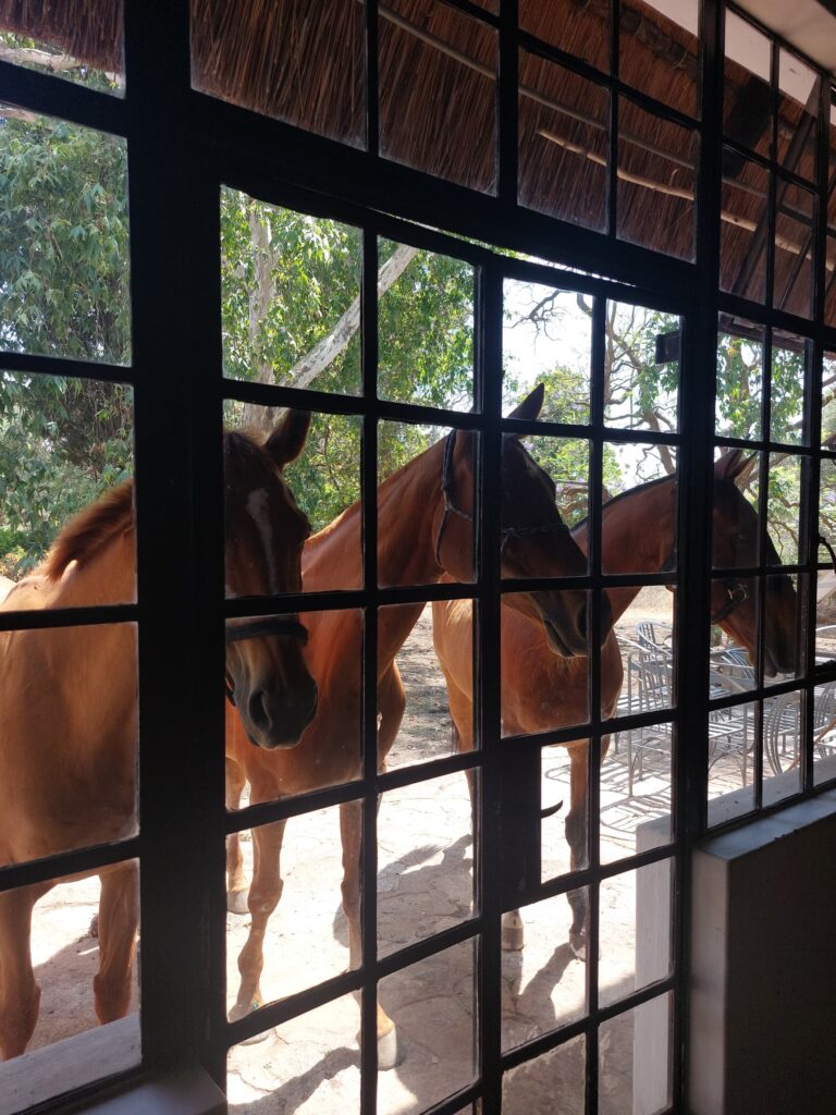 horses looking into our new home.