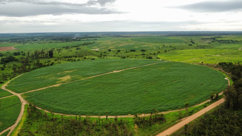 maize pivot on farm